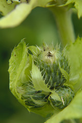 Siberian cabbage thistle (Cirsium oleraceum) white flower