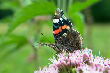 Red admiral (Vanessa atalanta) adult dorsal butterfly on hemp-agrimony (Eupatorium cannabinum) pink flower