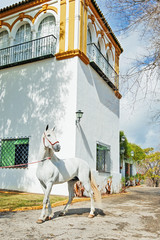 PRE  stallion poseing  against white traditional spanish building. spring time