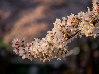 Cherry tree blossom and Jinhae Gunhangje Festival