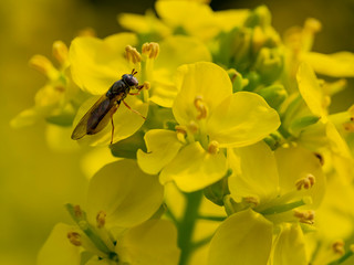 Close up shot of a fly busying around a rape flower