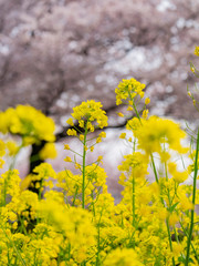Close up shot of rape flower blossom