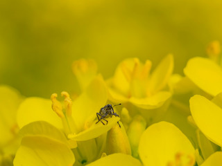 Close up shot of a small black Weevils on rape flower