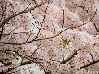 Beautiful cherry tree blossom