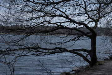 Bare crooked tree in Solna park, Stockholm