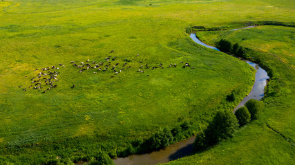  Aerial view from the drone of summer landscape with river, hills and forests. Cows graze in the meadow.