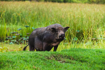 Wildboar looking camera with blur grass background