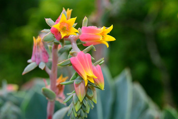 cactus plant breeding floral background