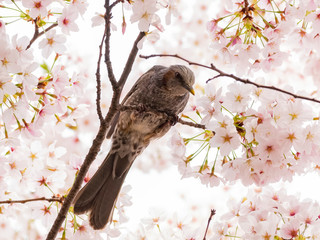 Brown-eared bulbul perched on a cherry blossom tree