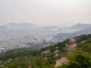 Fototapeta na wymiar Aerial view of the Busan downtown cityscape with cherry tree blossom