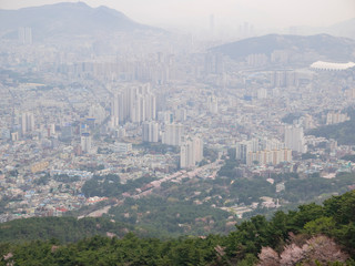 Fototapeta premium Aerial view of the Busan downtown cityscape with cherry tree blossom