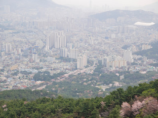 Aerial view of the Busan downtown cityscape with cherry tree blossom