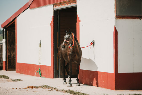 Beautiful breed chestnut horse standing on leash near white stable building in sunshine