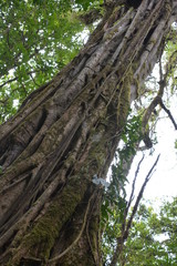 Jungle Rain Forrest Mountainous Green Mist