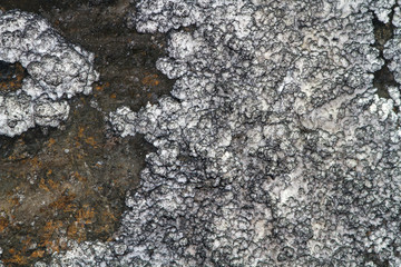 raw salt mine closer