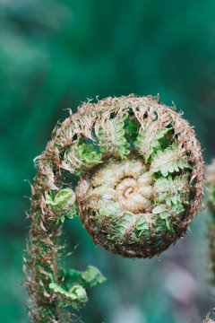 Closeup of furled fiddle head fern with tender leaves on blurred background