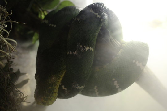 Snake Python 