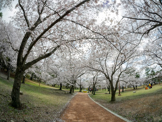 Beautiful cherry tree blossom around the famous Bulguksa temple