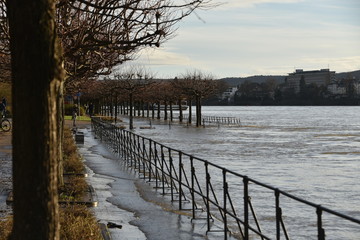Obraz premium Bonn Rhein high water