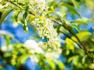 beautiful blooming branch of bird cherry on a sunny spring day