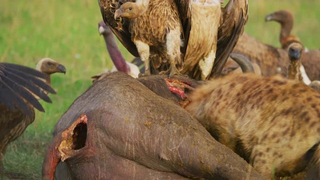 Ruppell's vltures eating a carcass in Maasai Mara