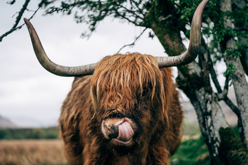 Highland cattle grazing in field