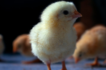 Young yellow chicken. Background. One little furry chicken in focus.