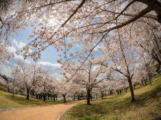 Beautiful cherry tree blossom around the famous Bulguksa temple