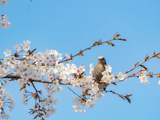 Brown-eared bulbul perched on a cherry blossom tree