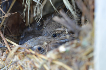 Cute baby birds in nest (baby sparrows)