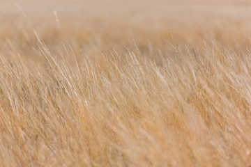 Prairie