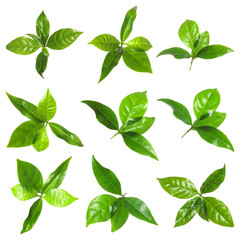 Set of fresh green coffee leaves on white background