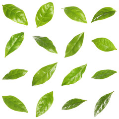 Set of fresh green coffee leaves on white background