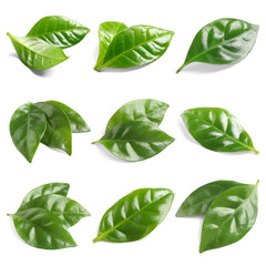 Set of fresh green coffee leaves on white background