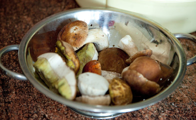 Bowel of mushrooms (grzyby) in a colander during the cleaning process. Zawady Poland