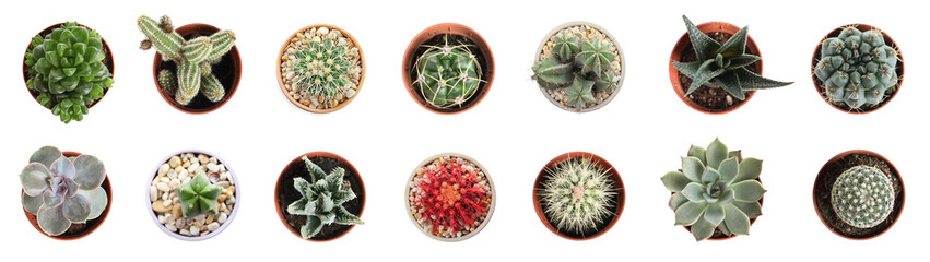 Beautiful cactus on white background