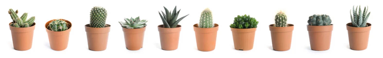 Foto op Plexiglas Cactus Mooie cactus op witte achtergrond