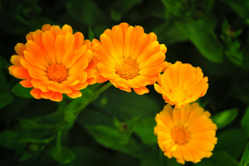 Bright summer background with growing flowers calendula, marigold. Calendula officinalis.