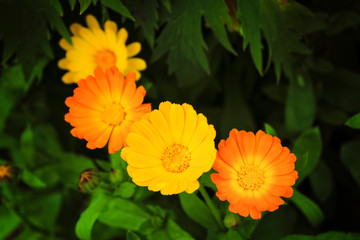 Bright summer background with growing flowers calendula, marigold. Calendula officinalis.