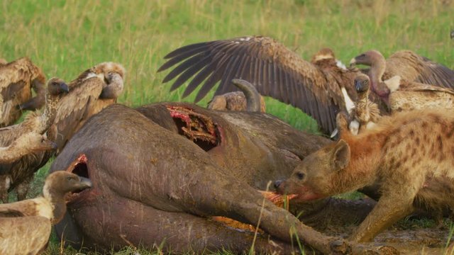 Hungry animals eating a carcass