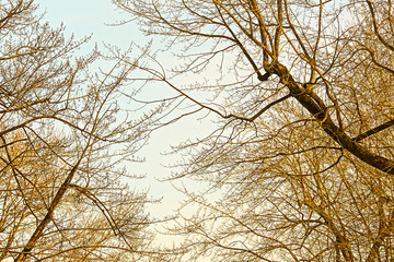 Texture of tree branches in winter 