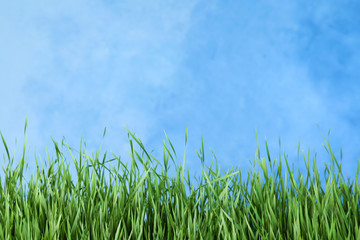Fototapeta na wymiar Fresh green grass near blue fence. Space for text