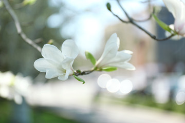 Branch of blossoming magnolia tree on blurred background outdoors. Beautiful flowers