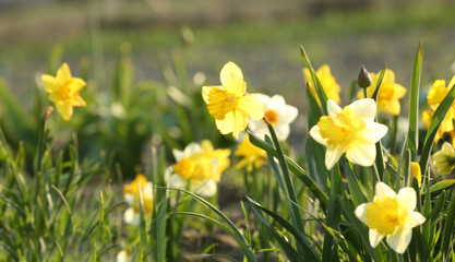 Field with fresh beautiful narcissus flowers on sunny day
