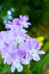 purple dendrobium orchid flowers