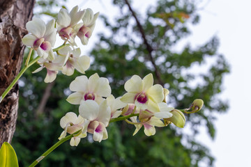 white Dendrobium orchid with dark purple