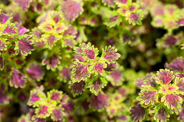 Painted nettle leaves