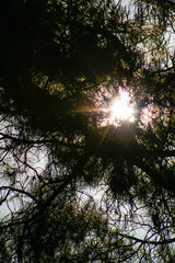 Obraz premium Sunlight through the branches of trees