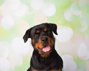 Fototapeta premium Rottweiler Portrait In Studio Face