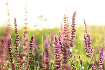 Fototapeta premium Beautiful wild flowers outdoors. Amazing nature in summer